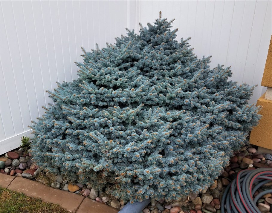 Сабвуфер FBT LS 61a