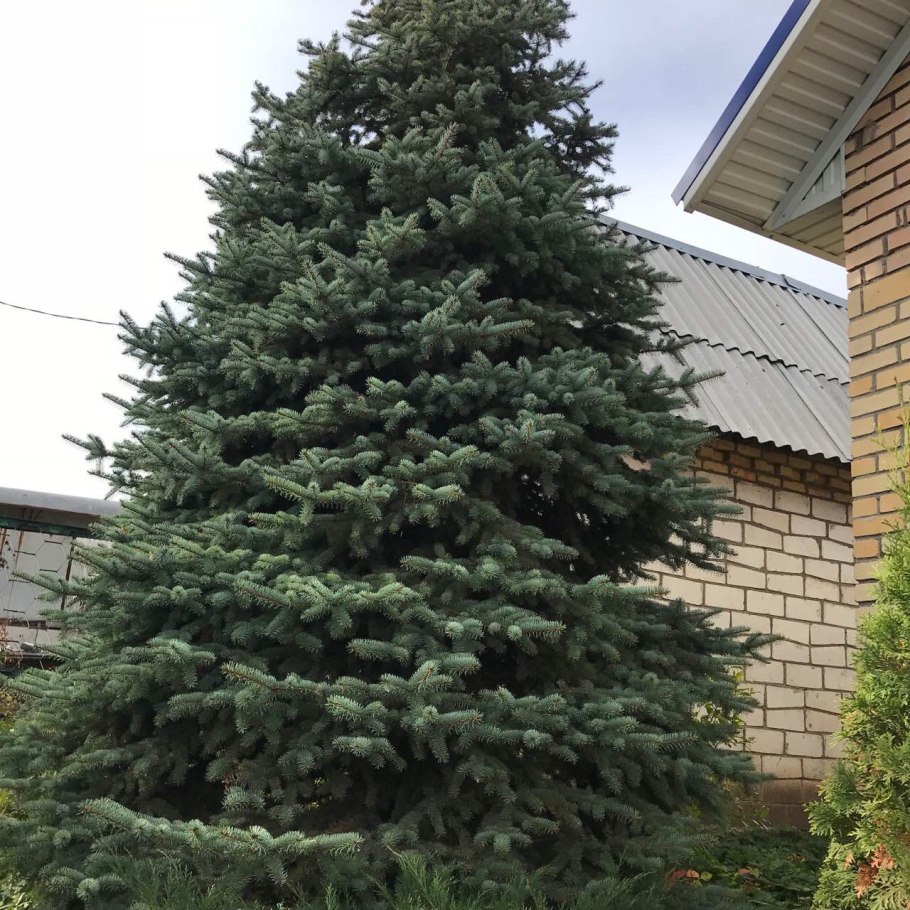 Голубая ель на Байкале