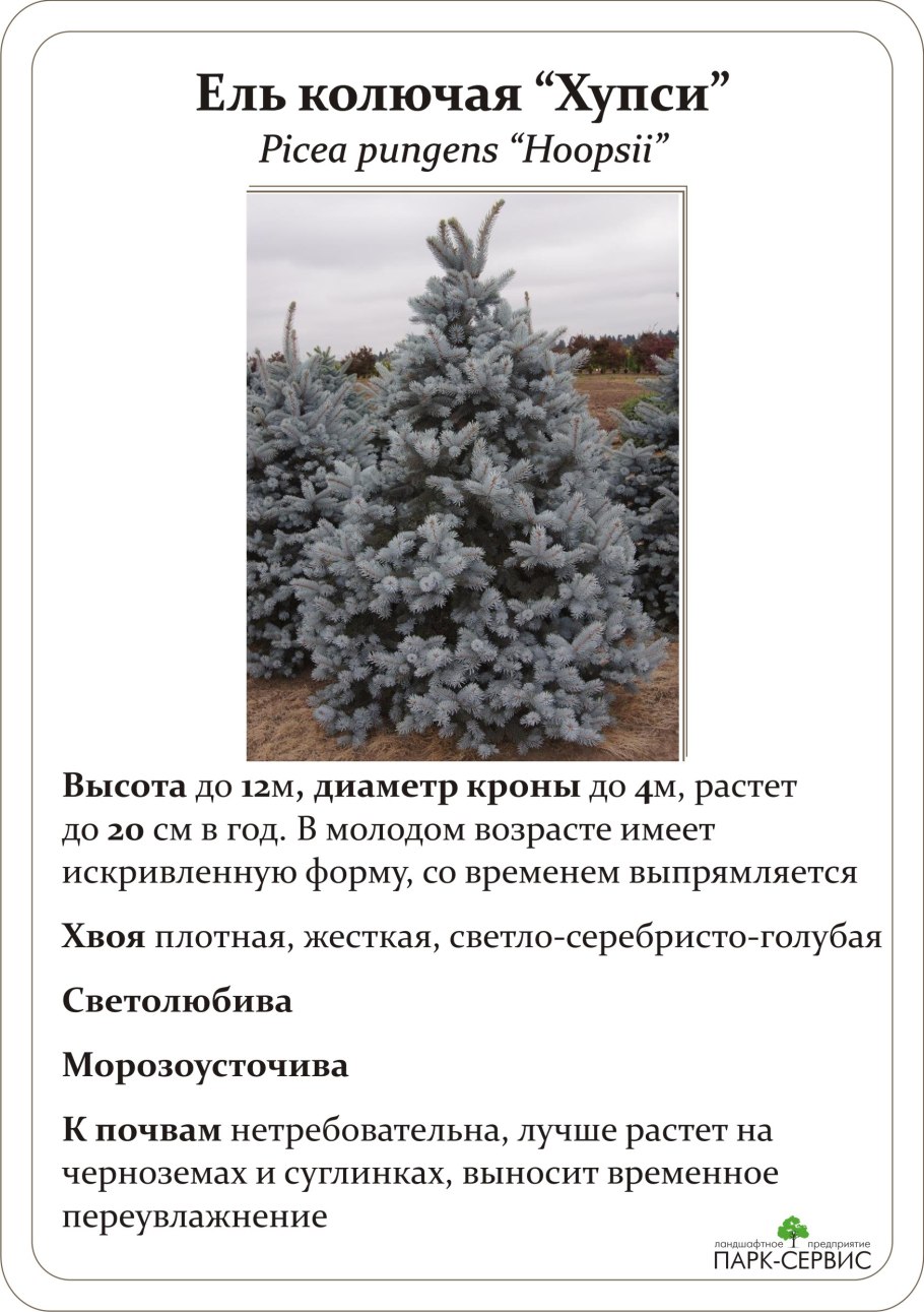 Ель колючая Хупси диаметр кроны