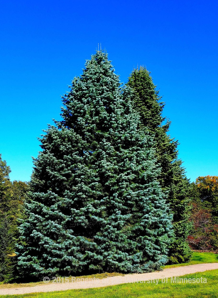 Мисти Блю ель голубая