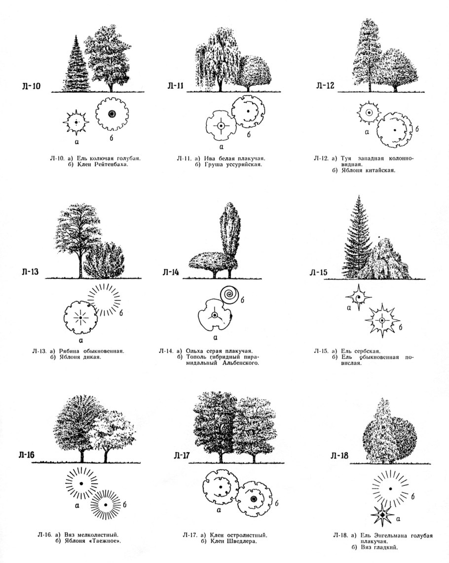 Пихта одноцветная Abies concolor