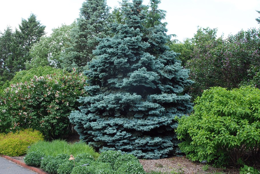 Ель Пицея пунгенс Глаука Прокумбенс