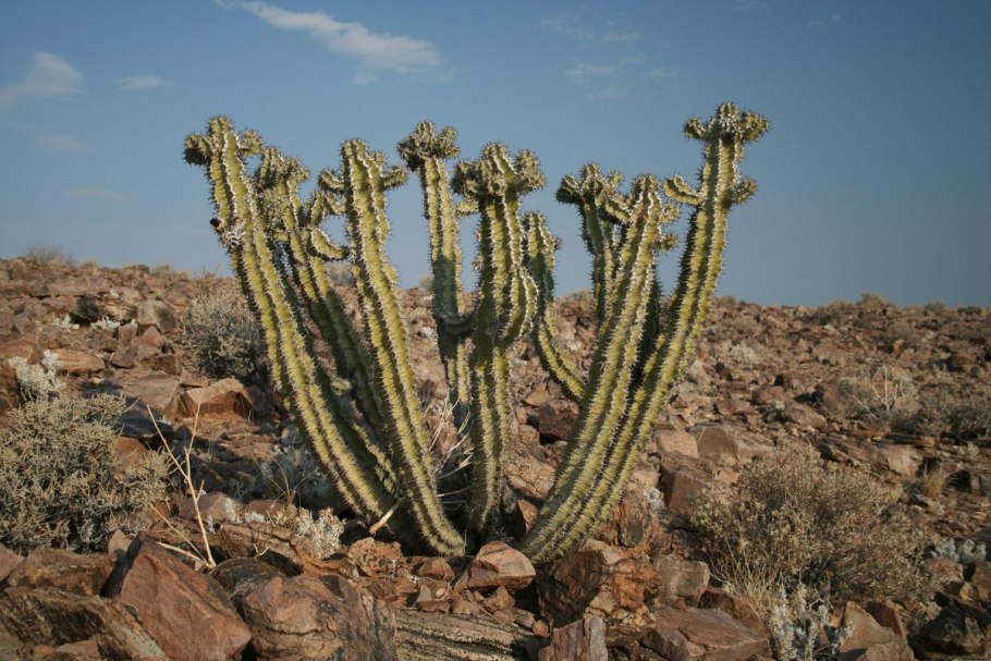 Euphorbia virosa
