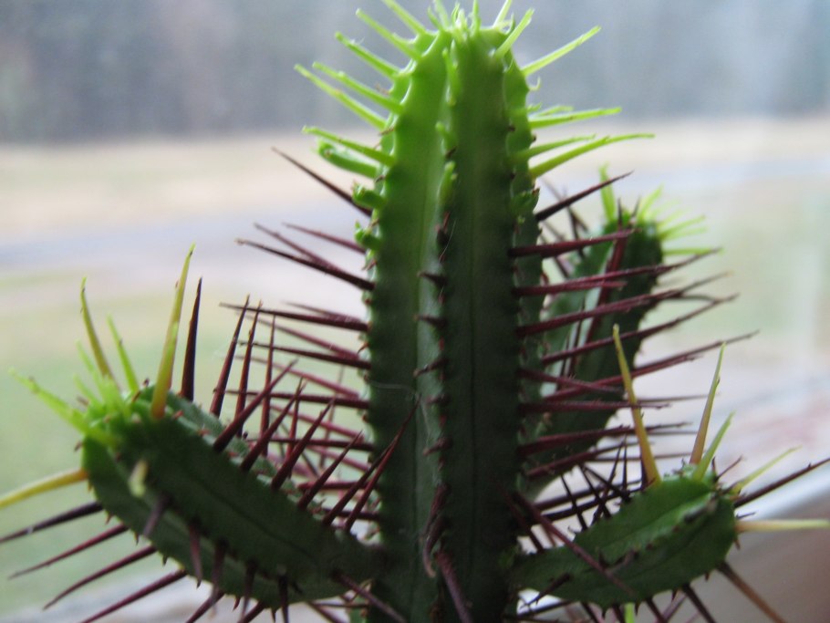 Опунция дерево