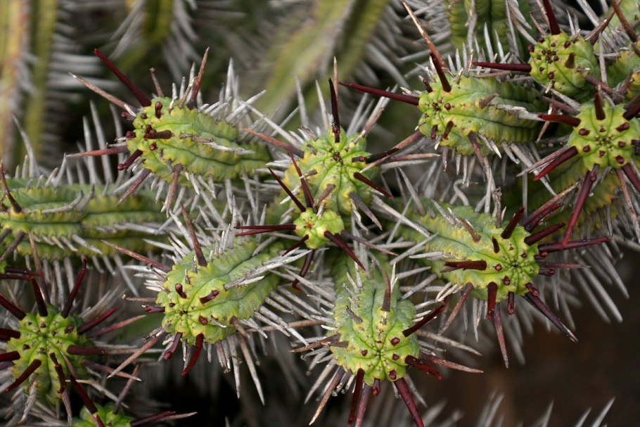 Молочай камерунский