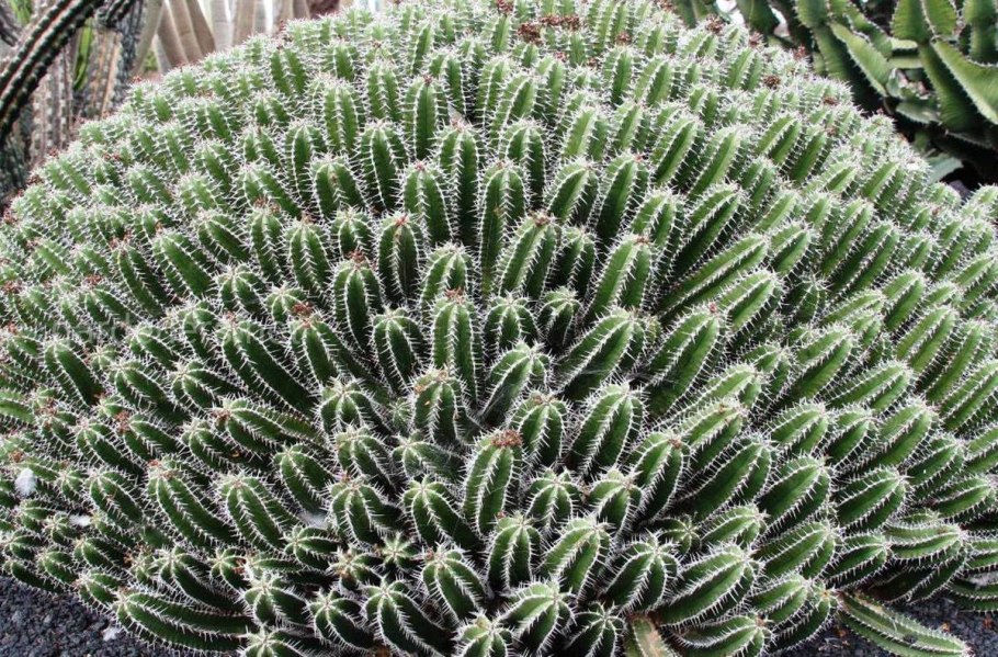 Молочай цереусовидный