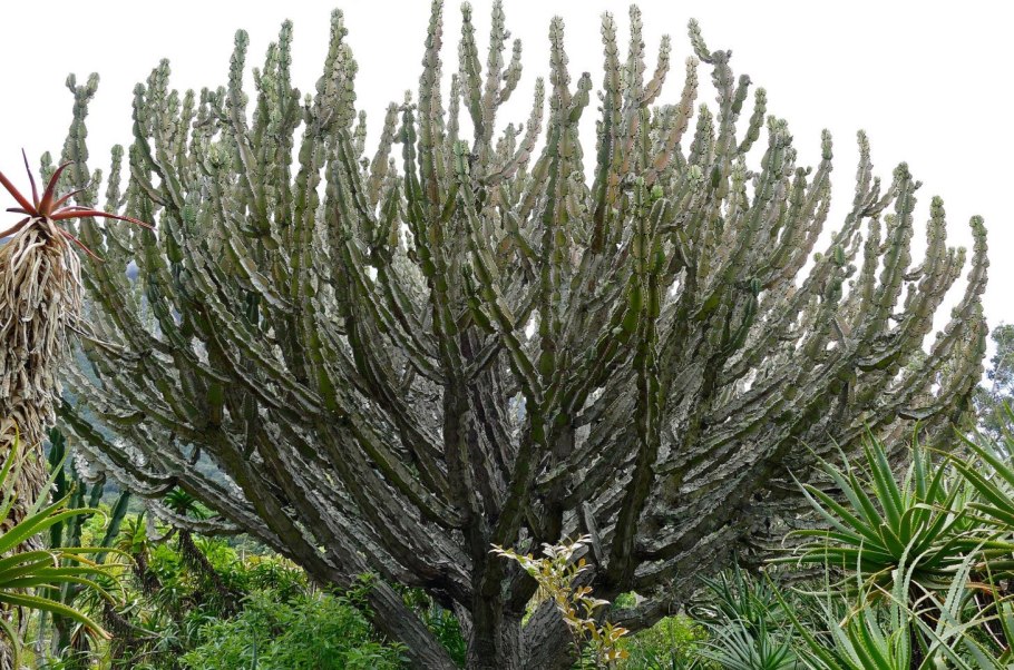 Молочай цереусовидный (Euphorbia cereiformis)