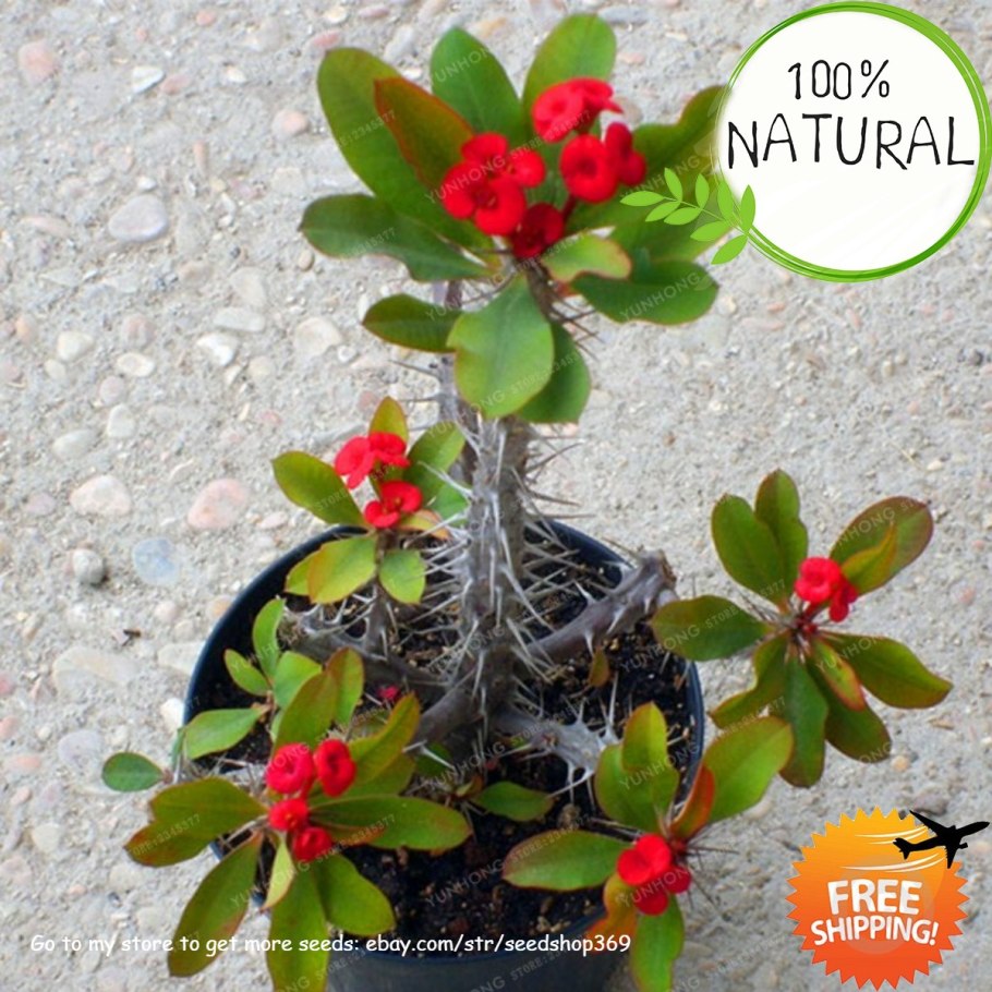 Эуфорбия вулкан