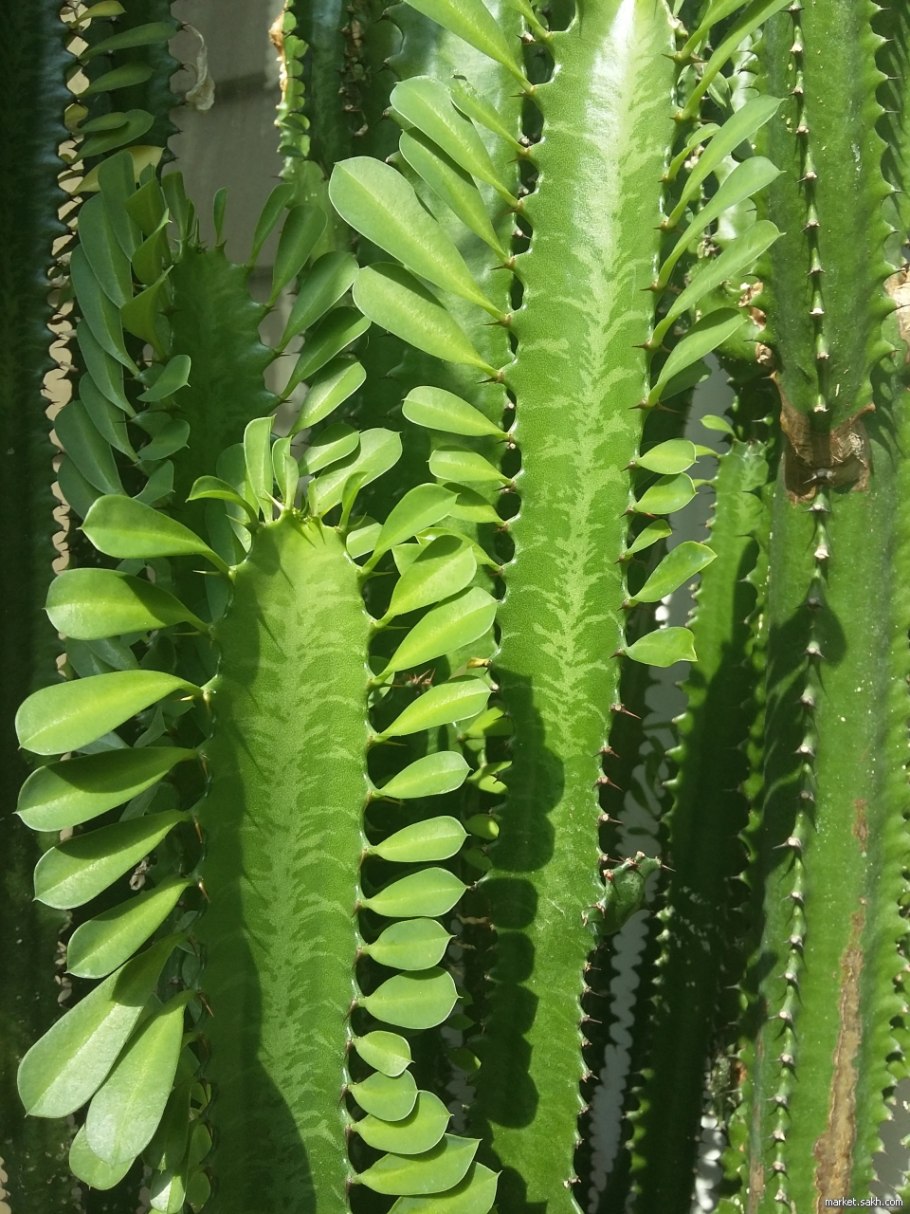 Растение пахиподиум ламера