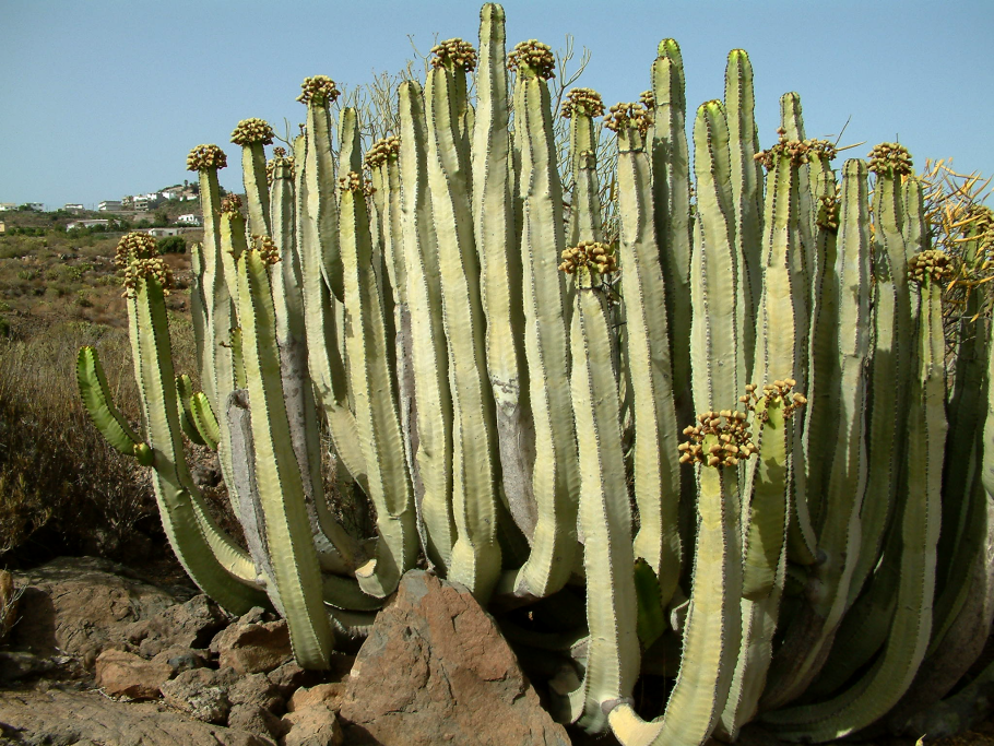 Молочай Канарский Euphorbia canariensis