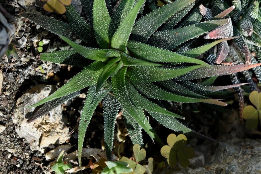 Молочай Канарский