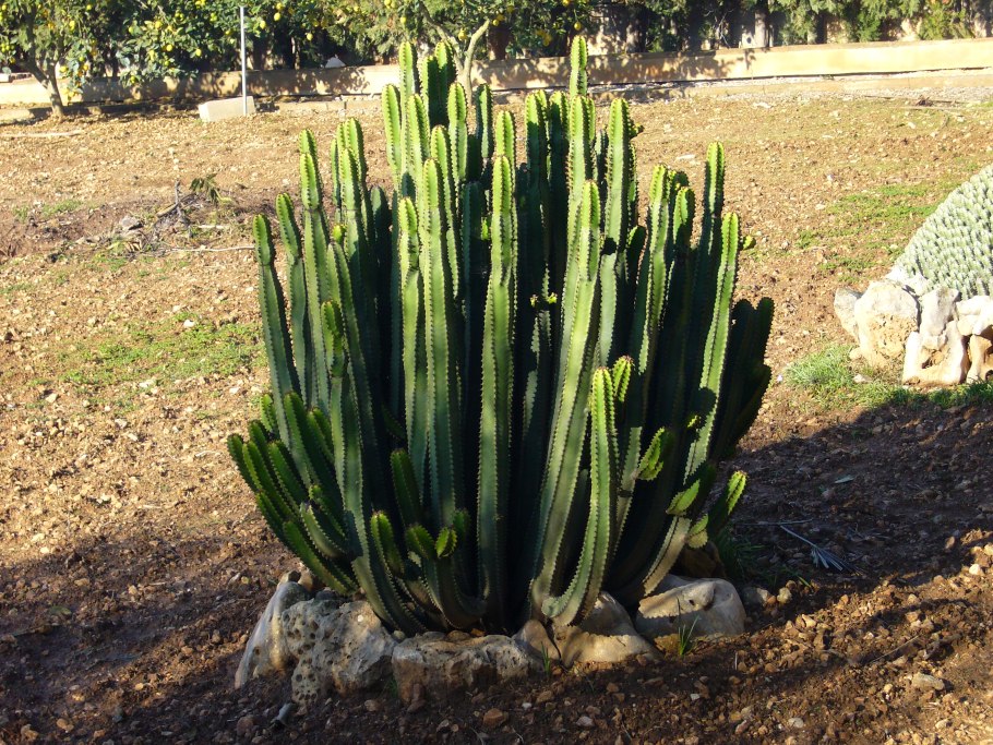 Молочай в Африке