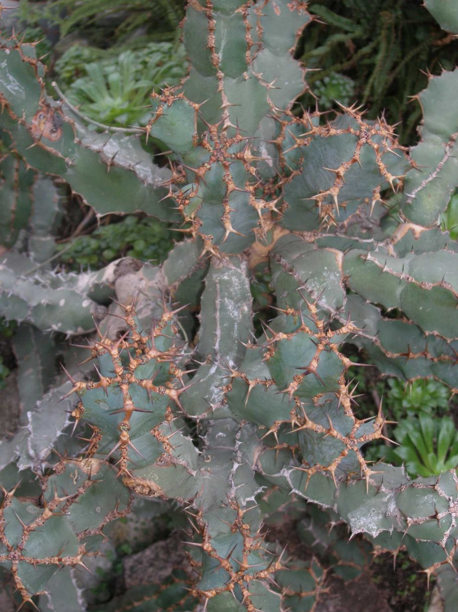 Молочай в Африке