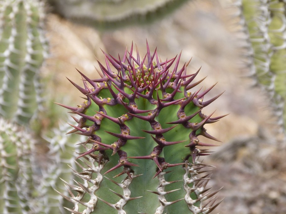 Суккулент молочай тирукалли