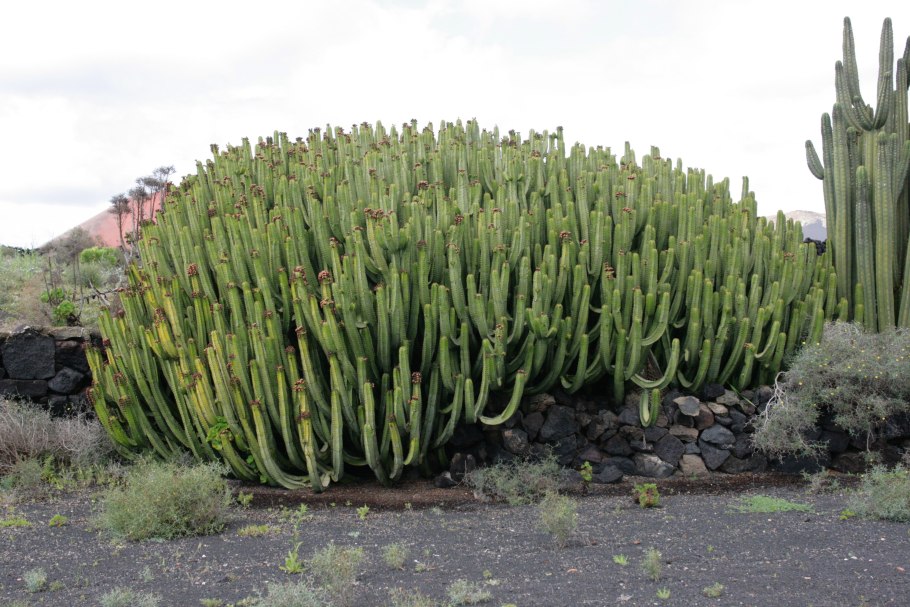 Молочай канделябровый