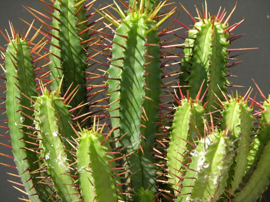 Молочай колючка Африка