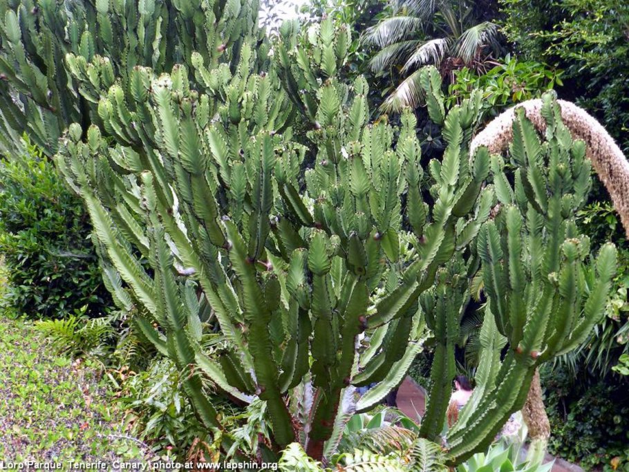 Молочай мексиканский