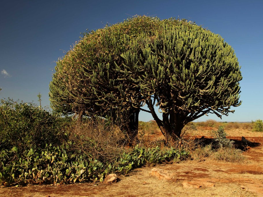 Молочай миля - Терновый венец.