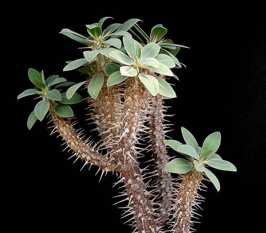 Euphorbia avasmontana