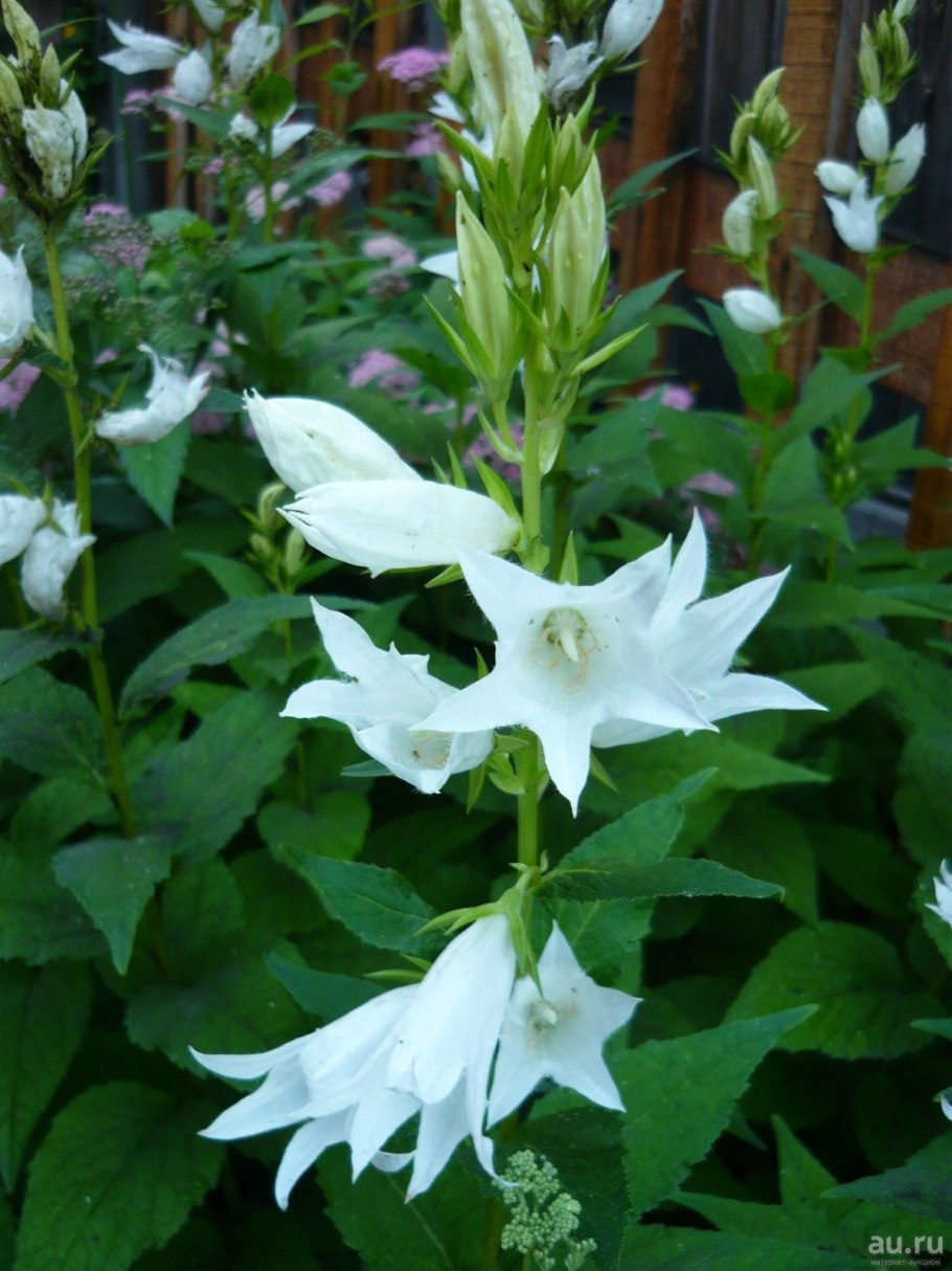 Колокольчик широколистный Альба