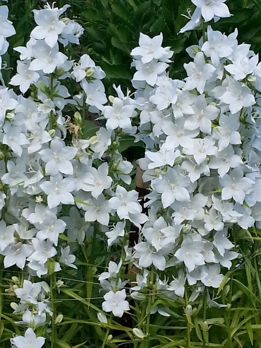 Колокольчик широколистный (Campanula latifolia)