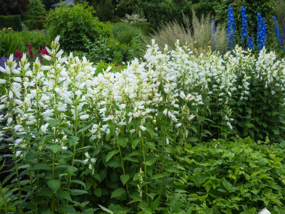 Колокольчик широколистный (Campanula latifolia)