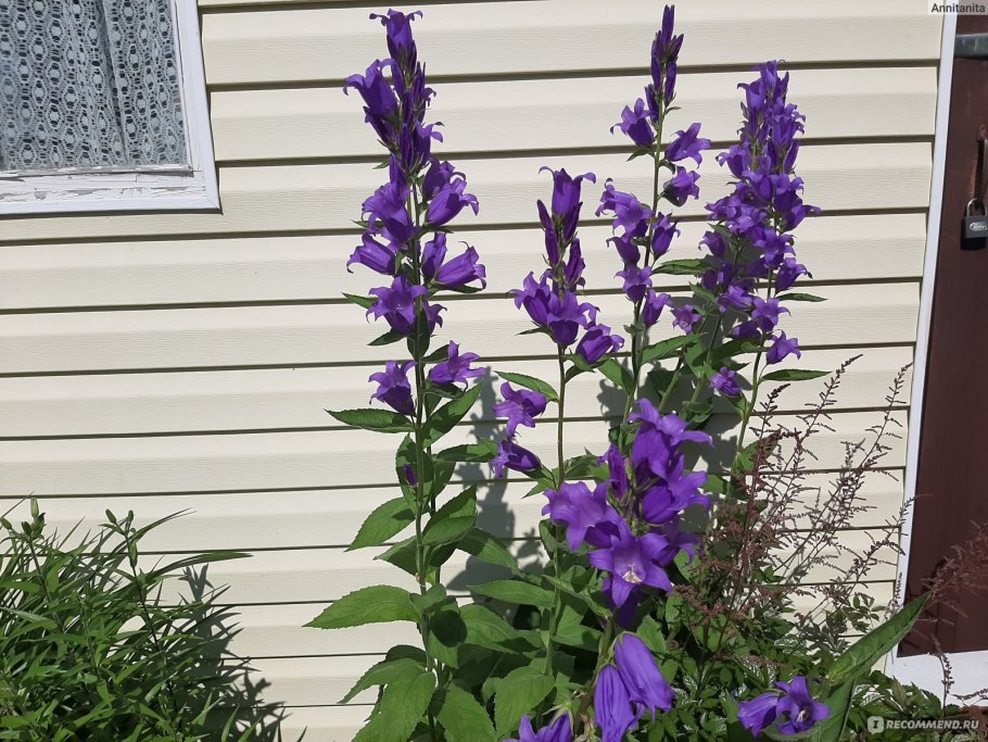 Сорняк синий колокольчик