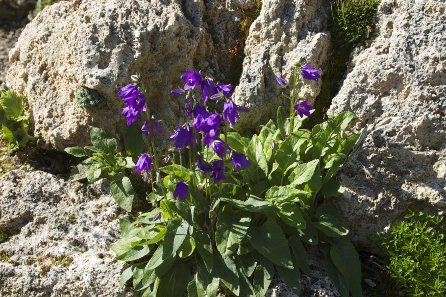 Колокольчик Кампанула Вайт