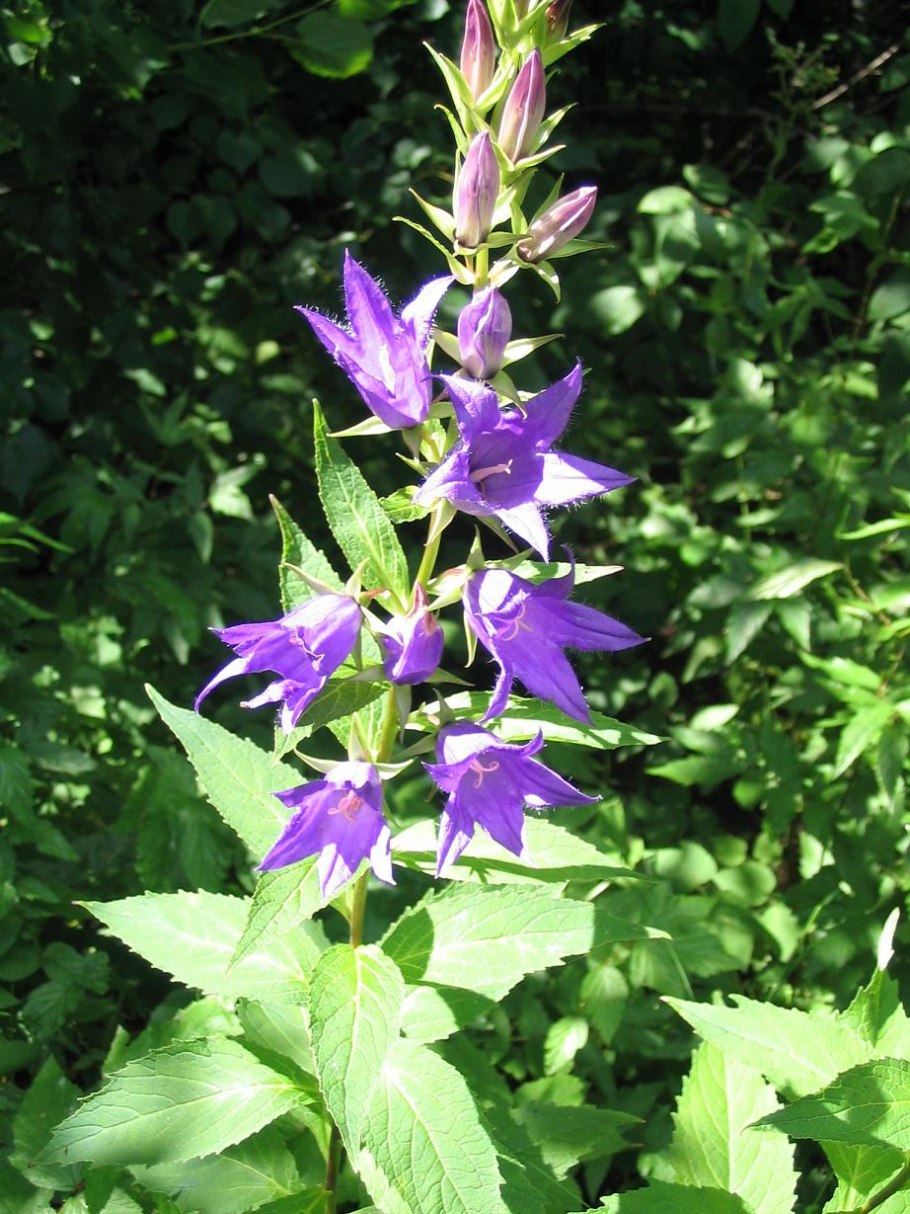 Колокольчик Campanula latifolia
