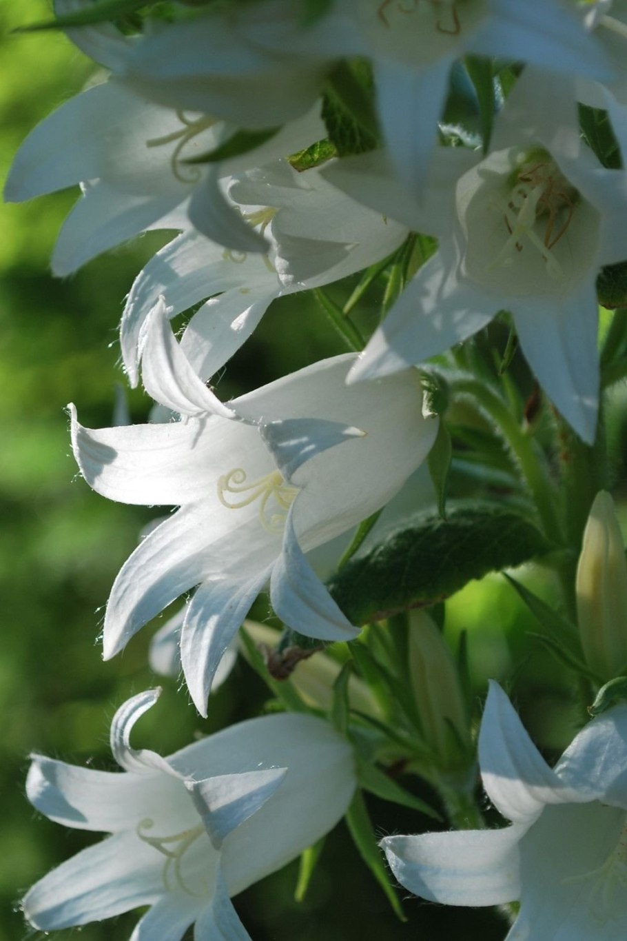 Колокольчик широколистный стебель прямостоячий стелющийся