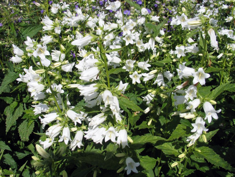 Колокольчик пирамидальный Альба