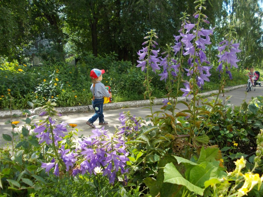 Ранние колокольчики цветы белые