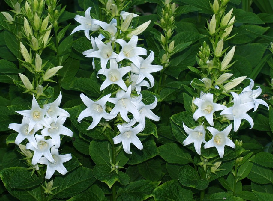 Колокольчик широколистный белый Альба