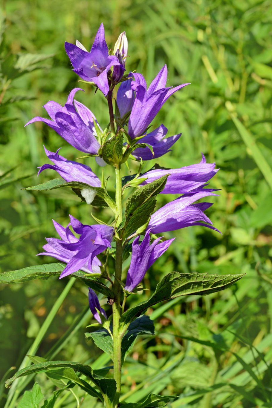 Campanula latifolia