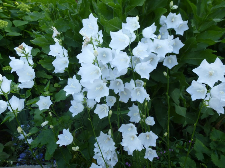 Колокольчик широколистный (Campanula latifolia)