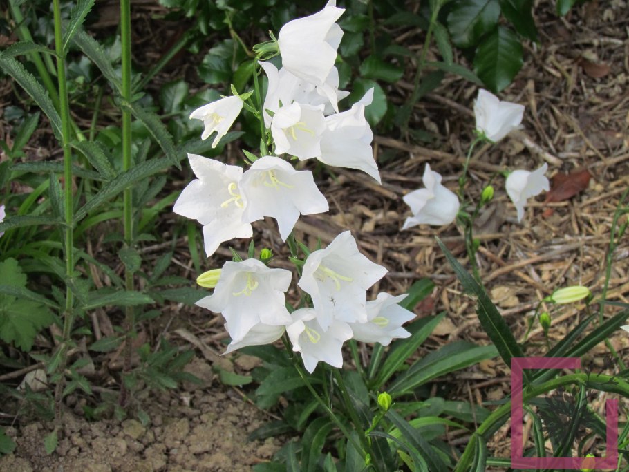 Колокольчик trachelium ‘Bernice’