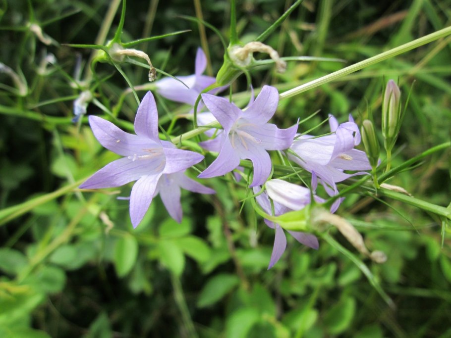 Campanula persicifolia листья