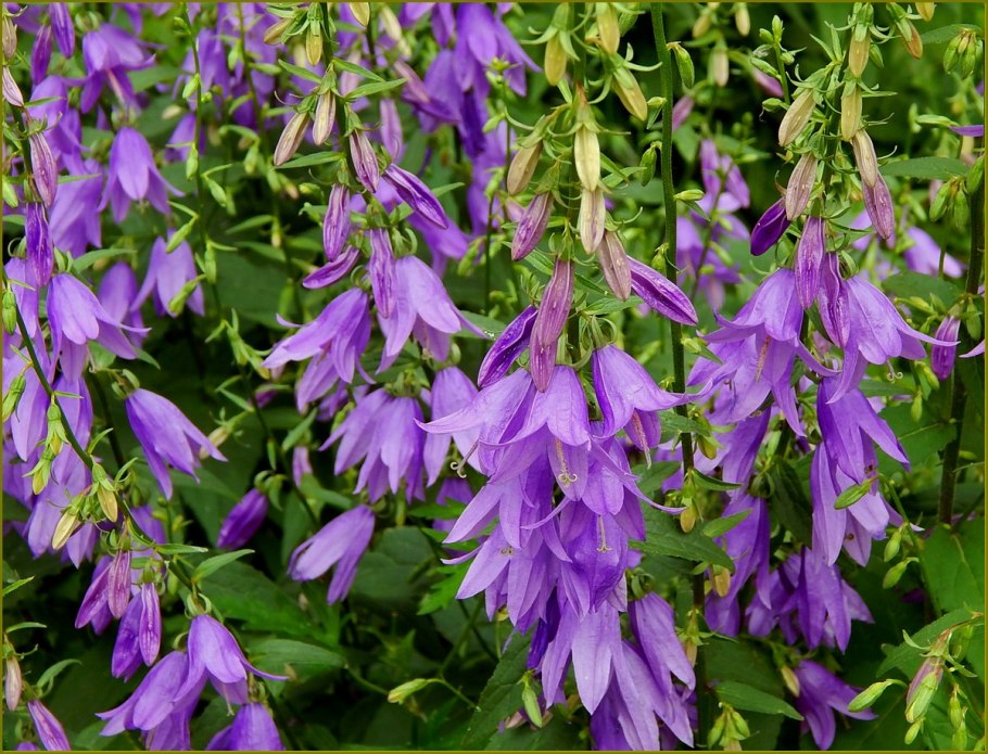 Колокольчик широколистный