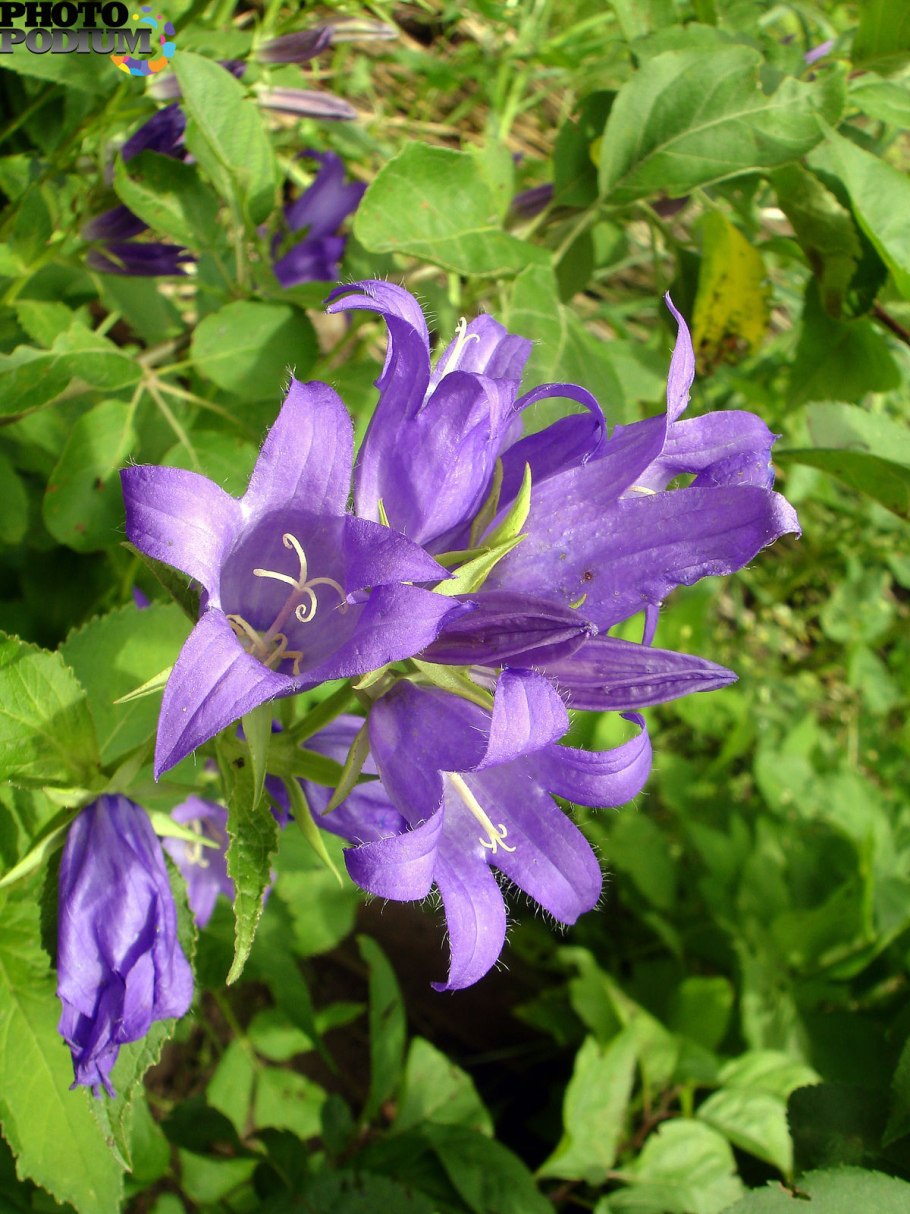 Курильский колокольчик