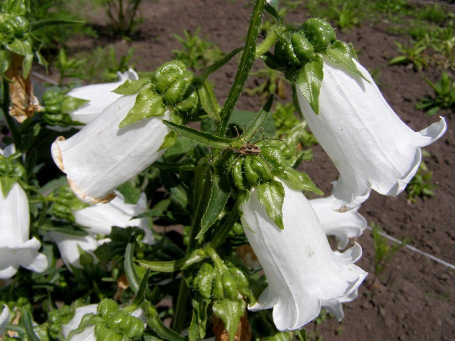 Campanula trachelium