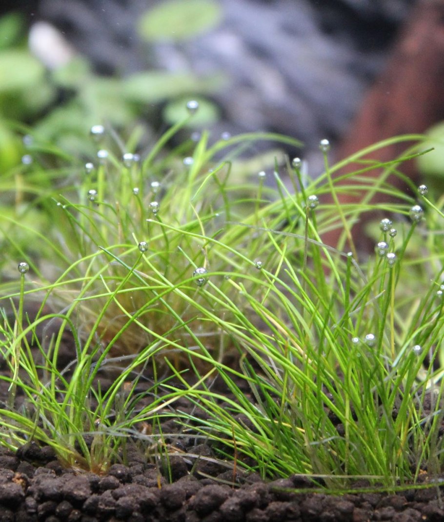 Eleocharis acicularis