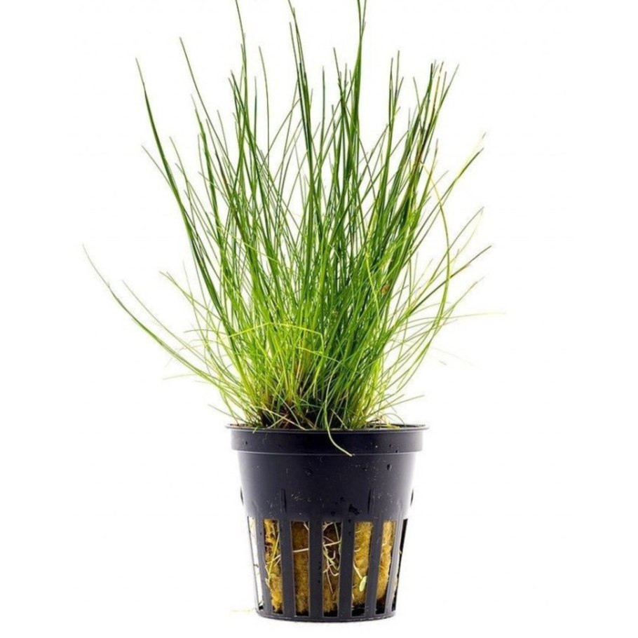 Элеохарис парвула