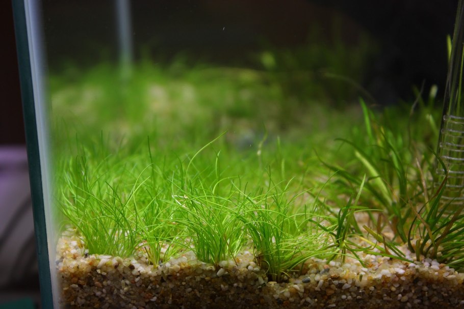 Eleocharis acicularis