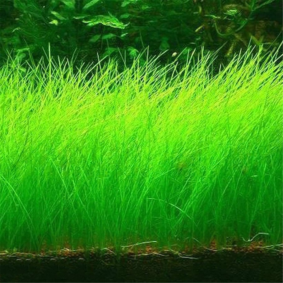 Элеохарис Ацикулярис (Eleocharis acicularis)