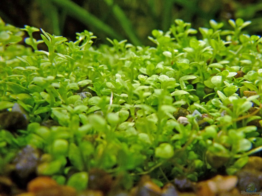 Элеохарис (Ситняг) карликовый