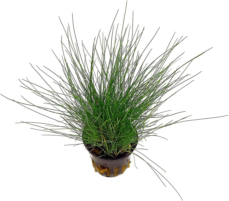 Элеохарис Ксингу Eleocharis SР Xingu