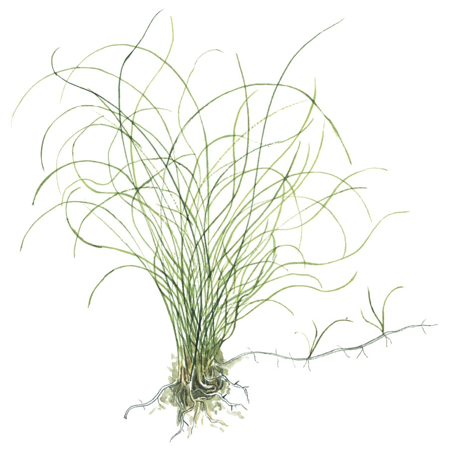 Eleocharis parvula/ элеохарис