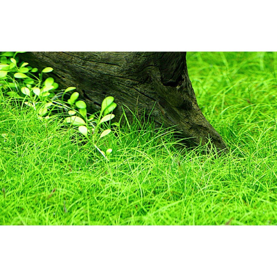 Элеохарис вивипара