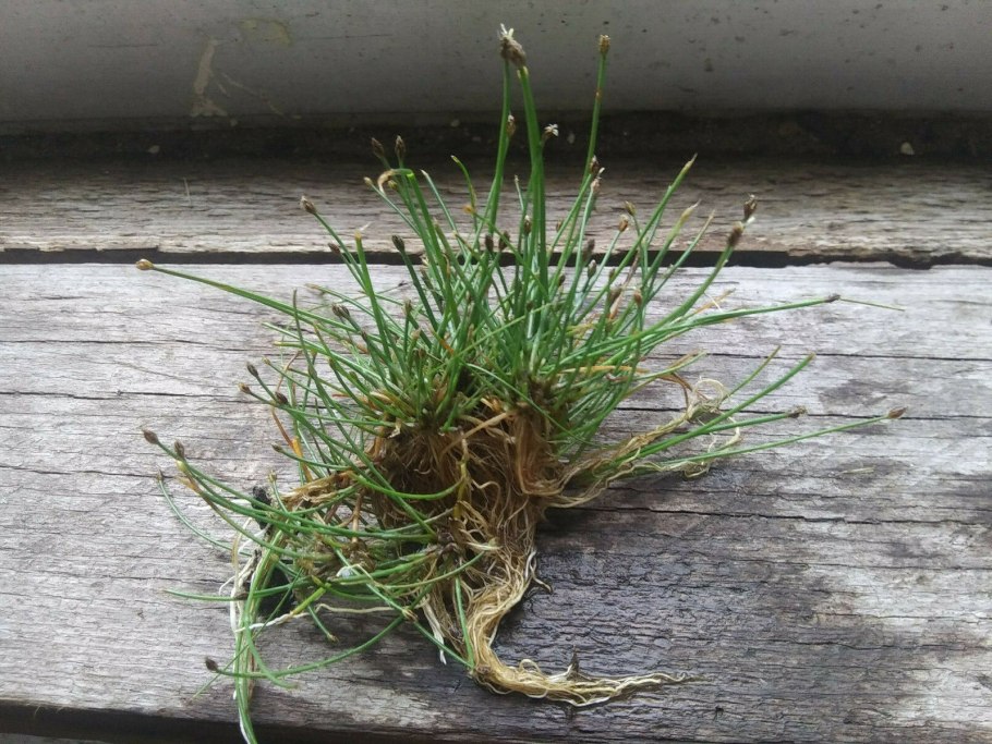 Глоссостигма и элеохарис мини