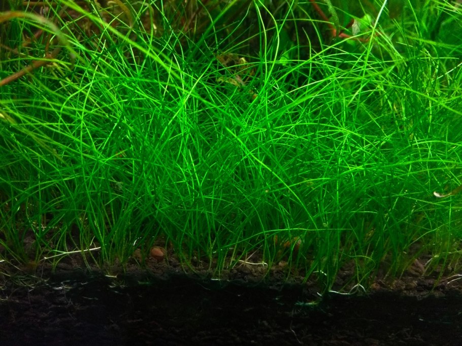 Eleocharis SP Mini